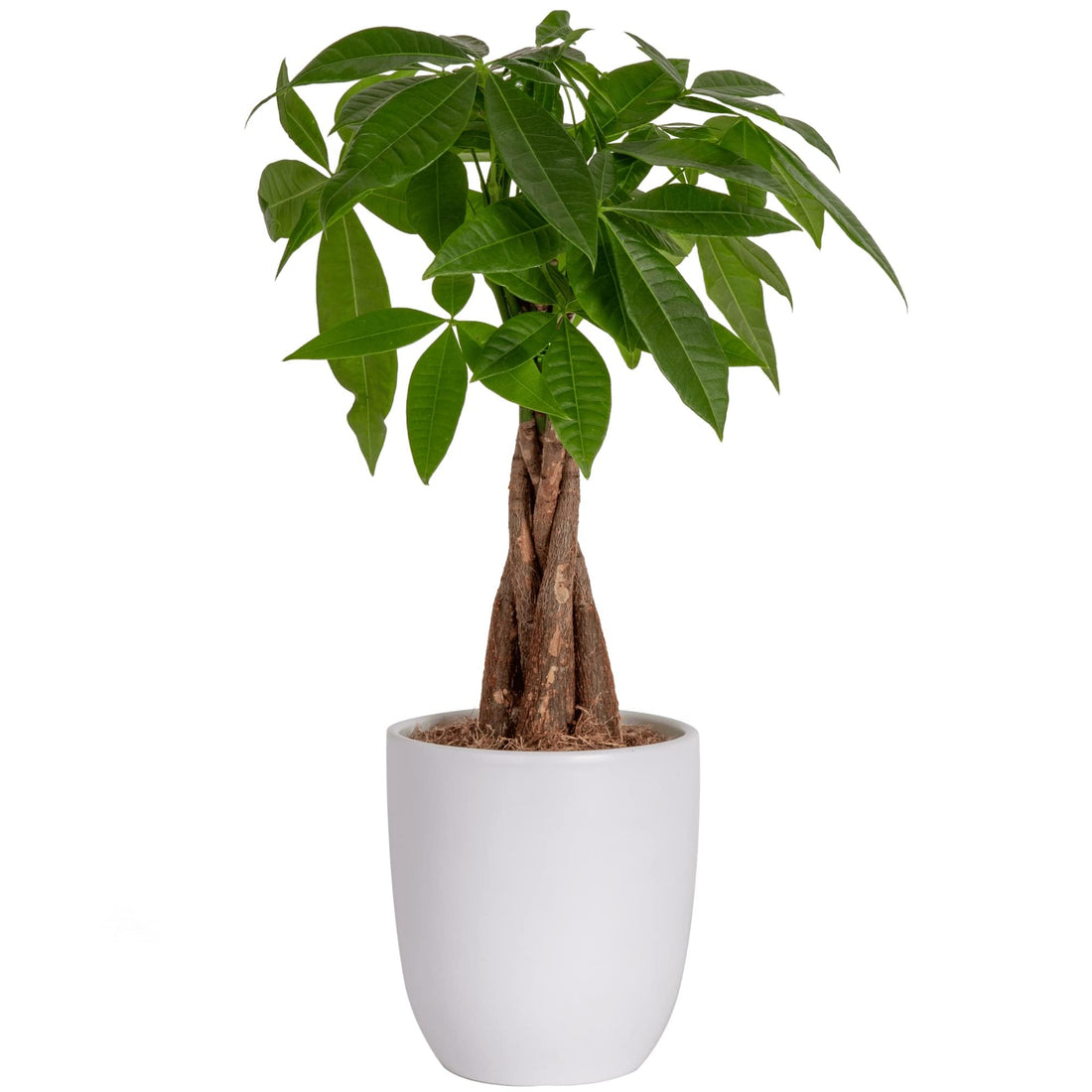 Costa Farms Money Tree, Easy Care Indoor Plant, Live Houseplant in Ceramic Planter Pot, Bonsai Potted in Potting Soil, Home Décor, Birthday Gift, New Home Gift, Outdoor Garden Gift, 16-Inches Tall - PCTechSupply.com