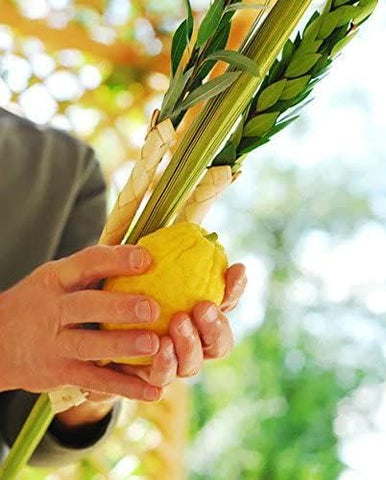 KOSHER LULAV AND ETROG | Complete Arba Minim Set for Sukkot Holiday | Includes Lulav Holder and Comprehensive Lulav Guide | Delivered Fresh in Innovative Protective Packaging