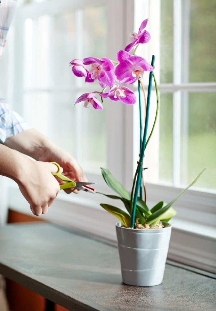 Miracle-Gro Orchid Plant Food Spikes - Indoor Plant Fertilizer Sticks for Potted Orchids, Feeds for up to 2 Months, 10 Spikes