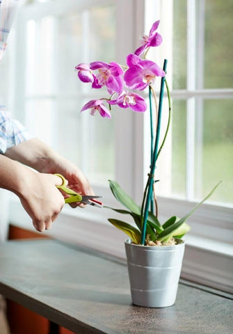 Miracle-Gro Orchid Plant Food Spikes - Indoor Plant Fertilizer Sticks for Potted Orchids, Feeds for up to 2 Months, 10 Spikes