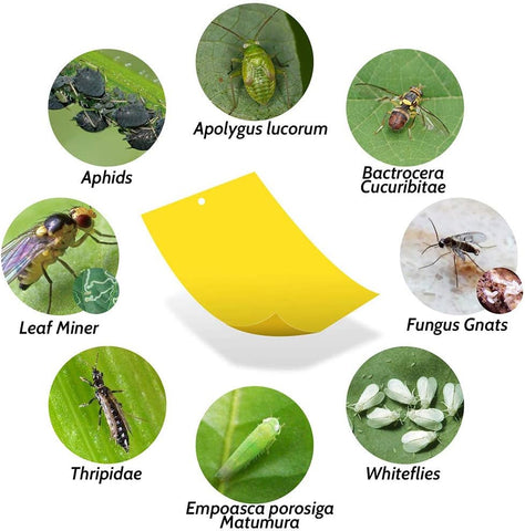 Kensizer 10-Pack Fruit Fly Trap, Yellow Sticky Gnat Trap, 6x8 in