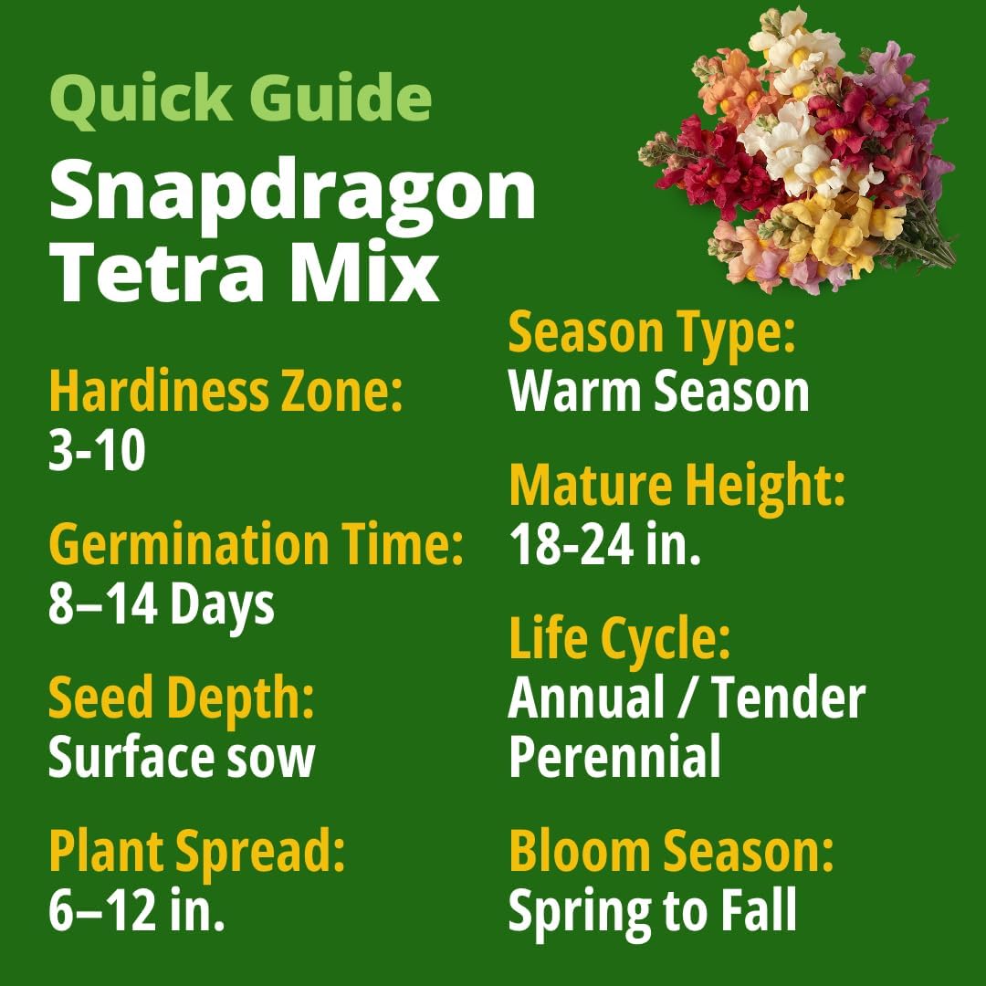 HOME GROWN Tetra Snapdragon 4,000 Seeds for Planting, Antirrhinum majus