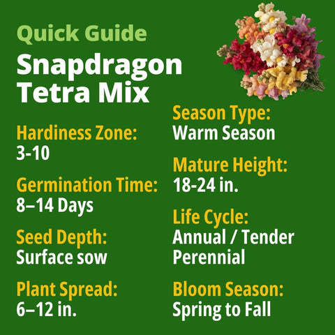 HOME GROWN Tetra Snapdragon 4,000 Seeds for Planting, Antirrhinum majus