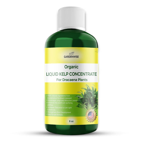 GARDENWISE Dracaena Fertilizer: Liquid Kelp Concentrate - Organic Seaweed Fertilizer for Robust Growth (8 OZ)