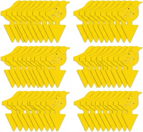 Kate's Home & Garden 60 Count Fruit Fly Traps for Indoors and House
