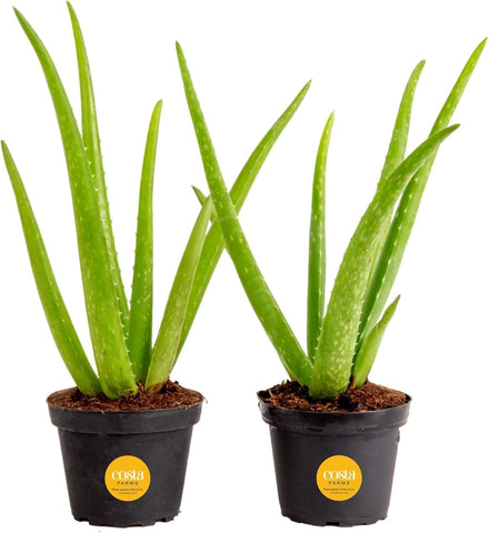 Costa Farms Aloe Vera Live Indoor Succulents, 4-in Pot, 2-Pack