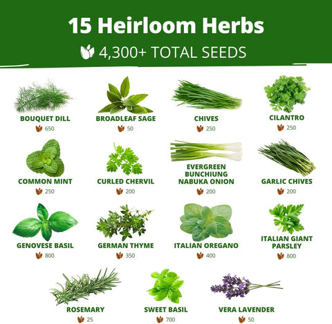 15 Culinary Herb Seeds - Heirloom & Non GMO - High Germination Rate - Seeds for Planting Indoor Hydroponic or Outdoor Herbs Garden | Gardening Gift Men Women Gardeners - Basil, Cilantro, Mint