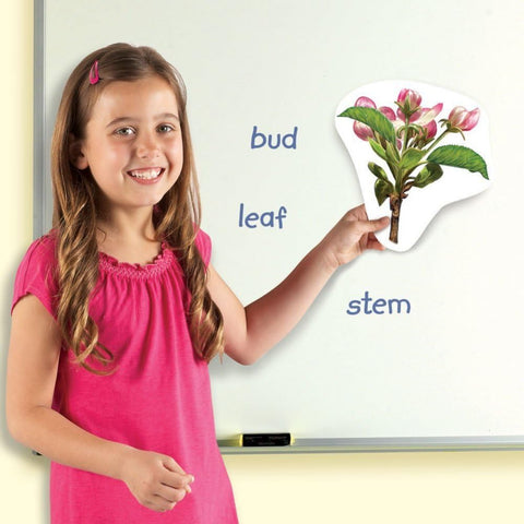 Learning Resources Giant Magnetic Plant Life Cycle - STEM Growing Seed, Montessori Tree , Biology Cards, Classroom Teacher Must Haves Activities, Science Homeschool Essentials, Gifts for Students
