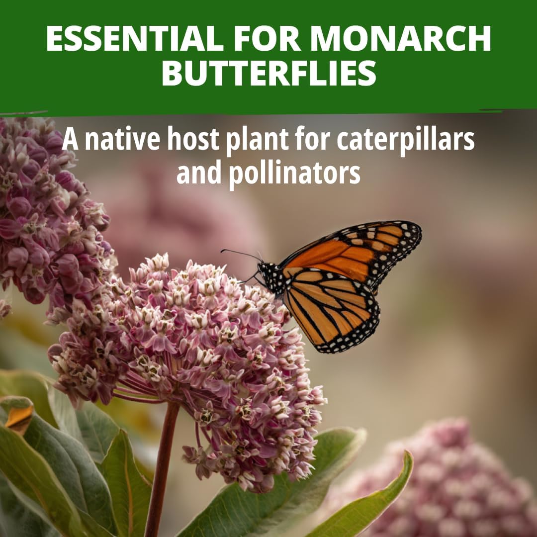 HOME GROWN Common Milkweed Flower Seeds for Planting – 150 Seeds (0.8g), Fragrant Pink Blooms, Heirloom Non-GMO, Monarch Butterfly Host Plant, Native Perennial Wildflower, Zones 3–9
