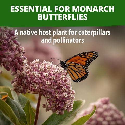 HOME GROWN Common Milkweed Flower Seeds for Planting – 150 Seeds (0.8g), Fragrant Pink Blooms, Heirloom Non-GMO, Monarch Butterfly Host Plant, Native Perennial Wildflower, Zones 3–9