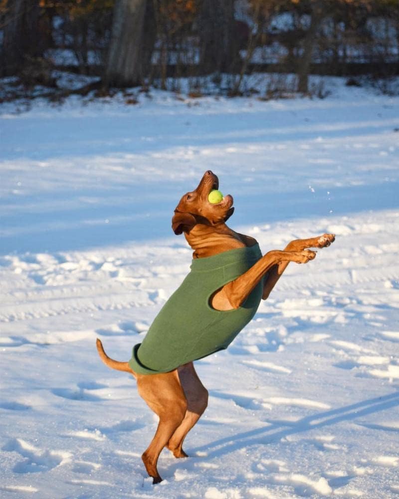 Gooby Stretch Fleece Vest Dog Sweater, Pumpkin, 4X-Large