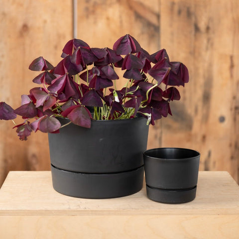 Root & Vessel Majestic Mid-Century Modern Low Profile Cylinder Pot, Matte Black, 4.5"
