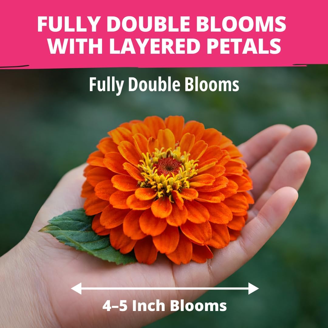 HOME GROWN Zinnia Dahlia Seeds, 524 Seeds, Zinnia elegans