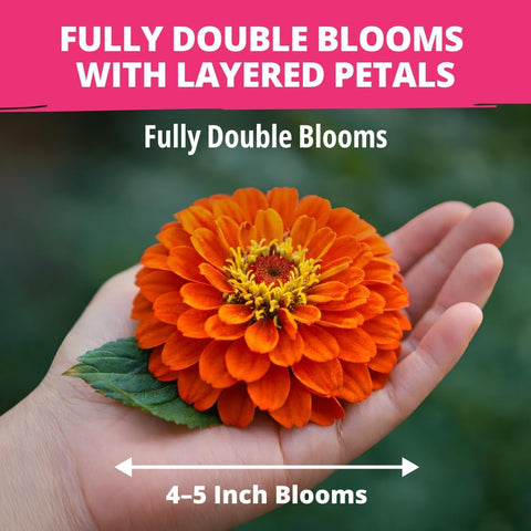 HOME GROWN Zinnia Dahlia Seeds, 524 Seeds, Zinnia elegans