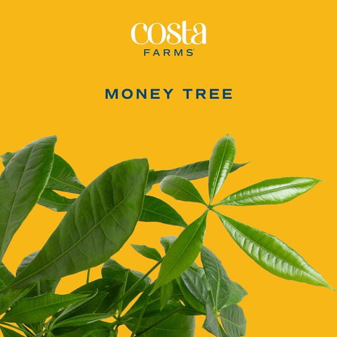 Costa Farms Money Tree, Live Indoor Plant, Braided Trunk, Easy Care