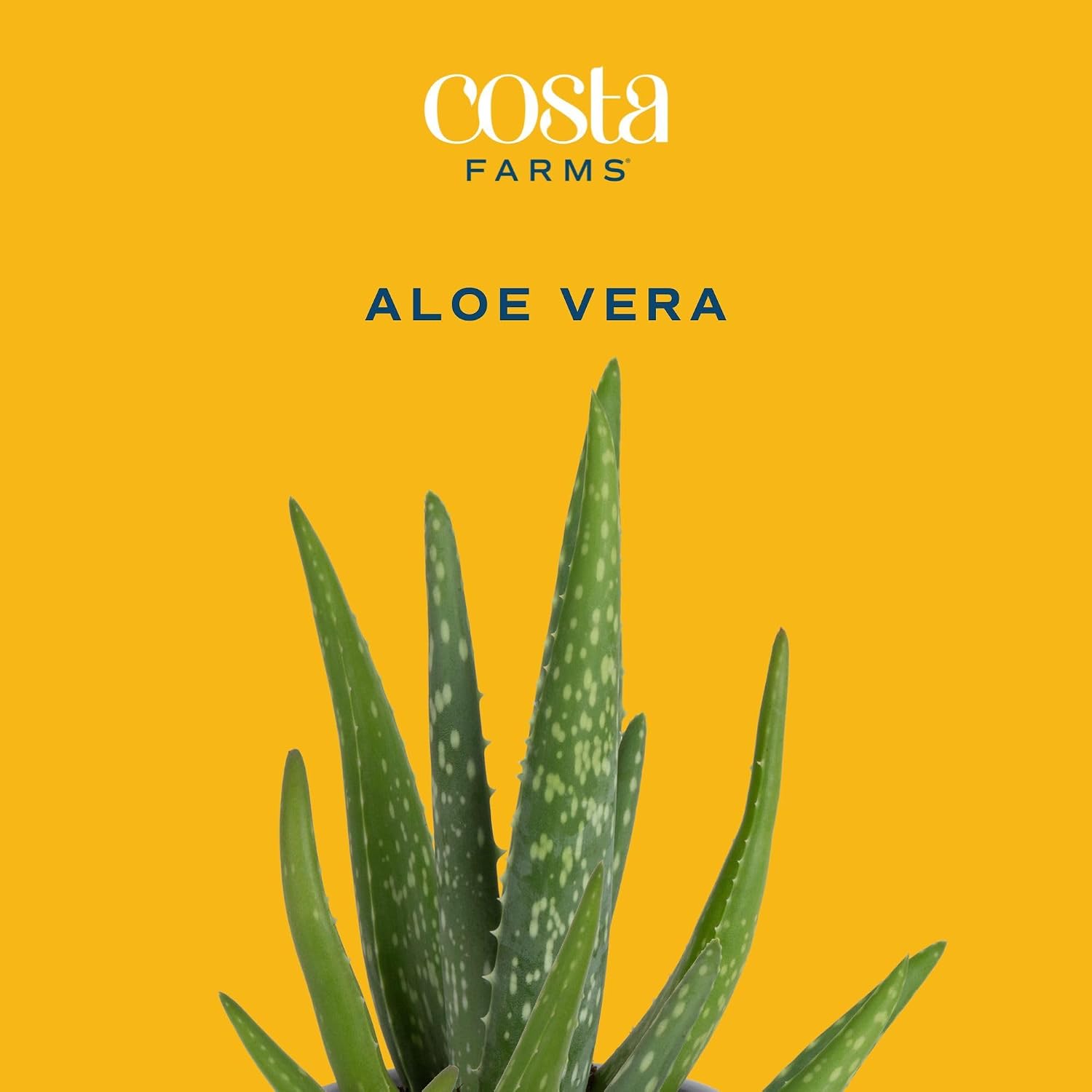 Costa Farms Aloe Vera Live Indoor Succulents, 4-in Pot, 2-Pack