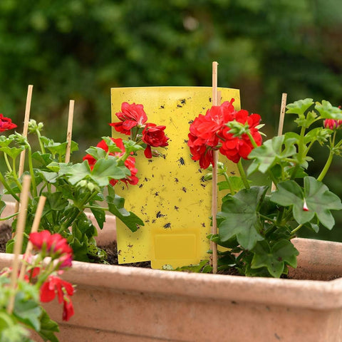 Gideal 30-Pack Dual-Sided Yellow Sticky Traps for Indoor Outdoor Flying Plant Insect Fungus Gnats, Whiteflies, Aphids, Leafminers,Thrips (6x8 Inches, Included 30pcs Twist Ties)