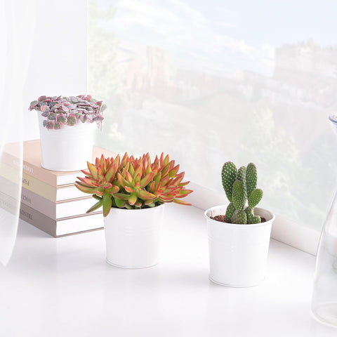 Live Succulent Sedum Adolphi 'Firestorm', 4-inch, Fully Rooted, Easy Care