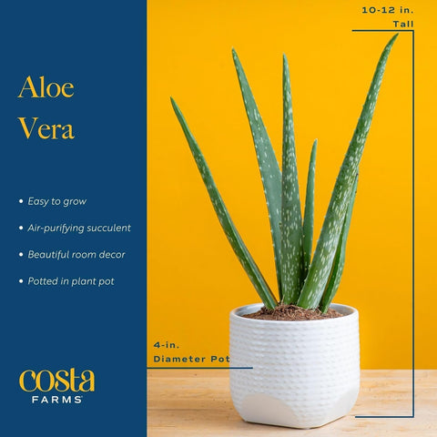 Costa Farms Aloe Vera Live Indoor Succulents, 4-in Pot, 2-Pack