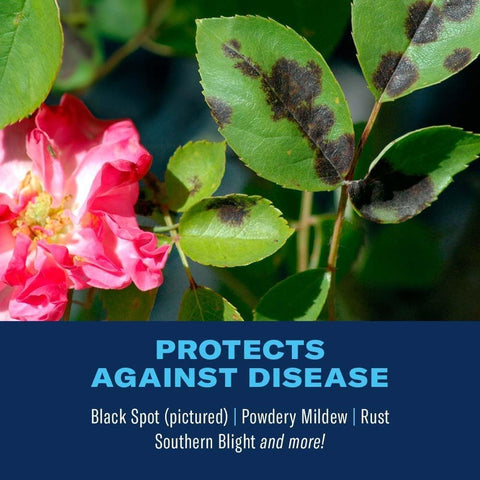 BioAdvanced All-In-One Rose and Flower Care Granules - Fertilizer, Insect Control & Disease Control - Prevents Pests and Diseases - Up to 6 Weeks Protection - Plant Food - 4 lb Bottle