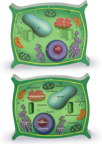 Learning Resources Cross-Section Plant Cell Model