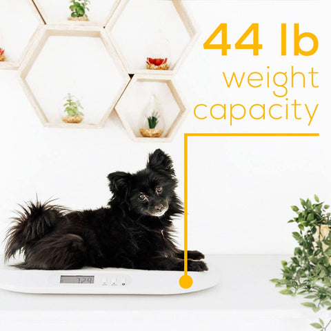 Beurer BY90 Digital Baby & Pet Scale with Bluetooth for Infants, Cats & Dogs, Weighing in Lbs/Oz/Kg up to 44 lbs, Hold & Tare Function for Accuracy & Curved Platform