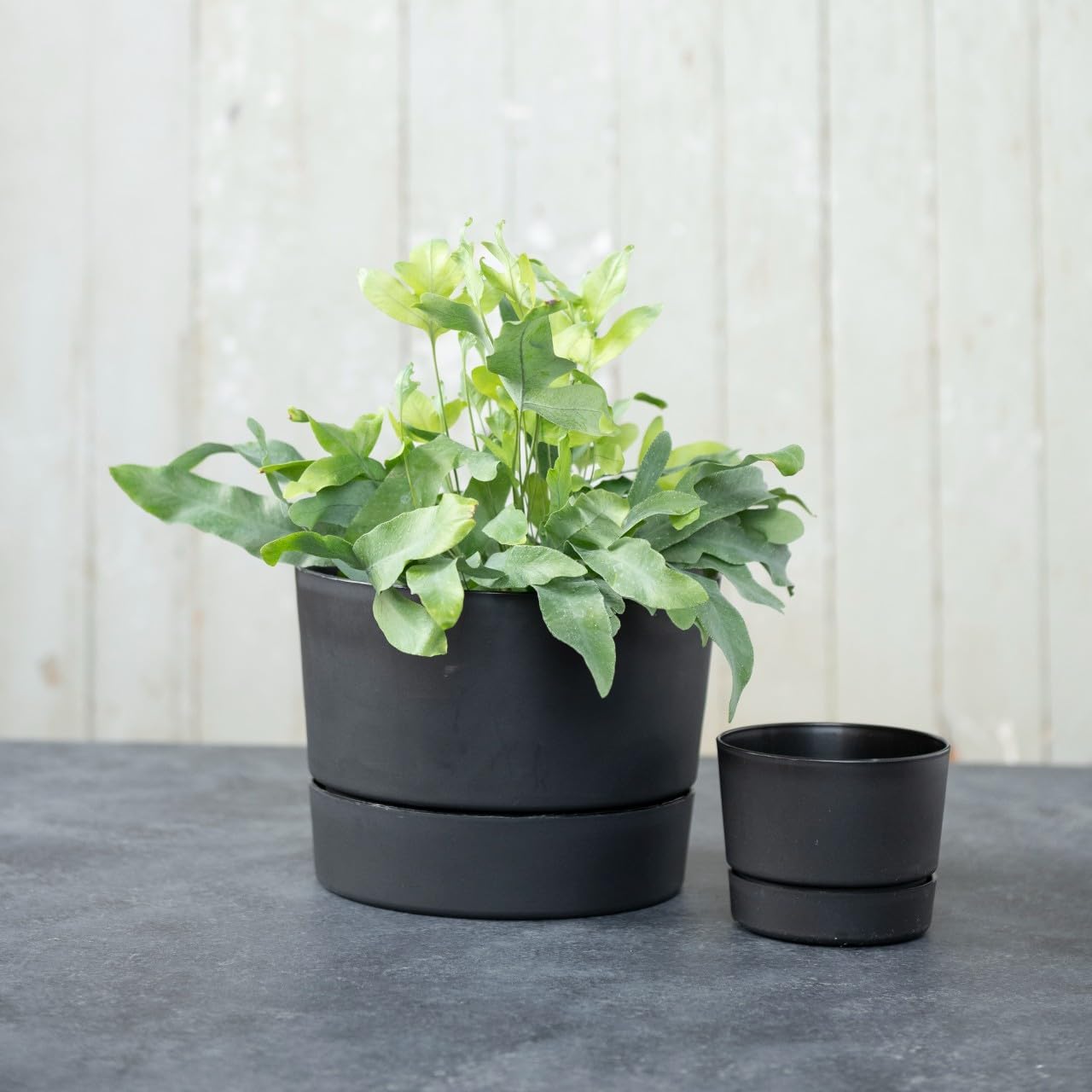 Root & Vessel Majestic Mid-Century Modern Low Profile Cylinder Pot, Matte Black, 4.5"