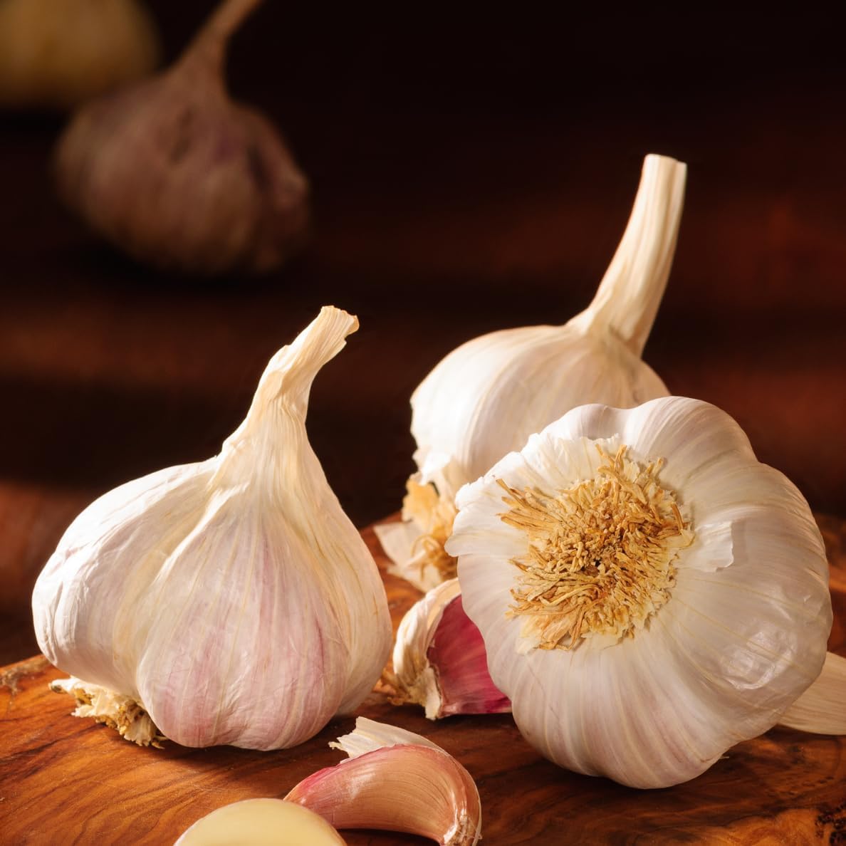 4 Heirloom Hardneck Garlic Bulbs for Planting - Pack Music Garlic Bulbs for Planting, Seed Garlic