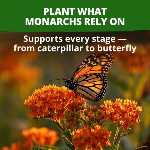 HOME GROWN Butterfly Milkweed Seeds for Planting, 2 Pack,Asclepias tuberosa