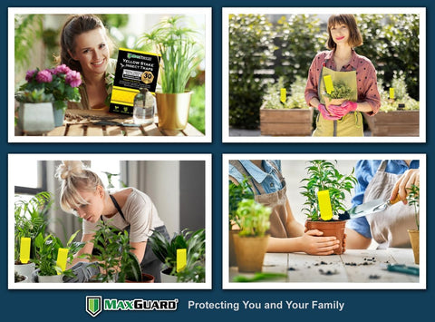 MAXGUARD (30 Pack) Yellow Stake Sticky Insect/Bug Traps - Catch and Kill Fungus Gnats, Whiteflies, Mosquitos, Aphids, Leaf Miners, Flying Insect Catcher Glue Trappers for Indoor or Outdoor
