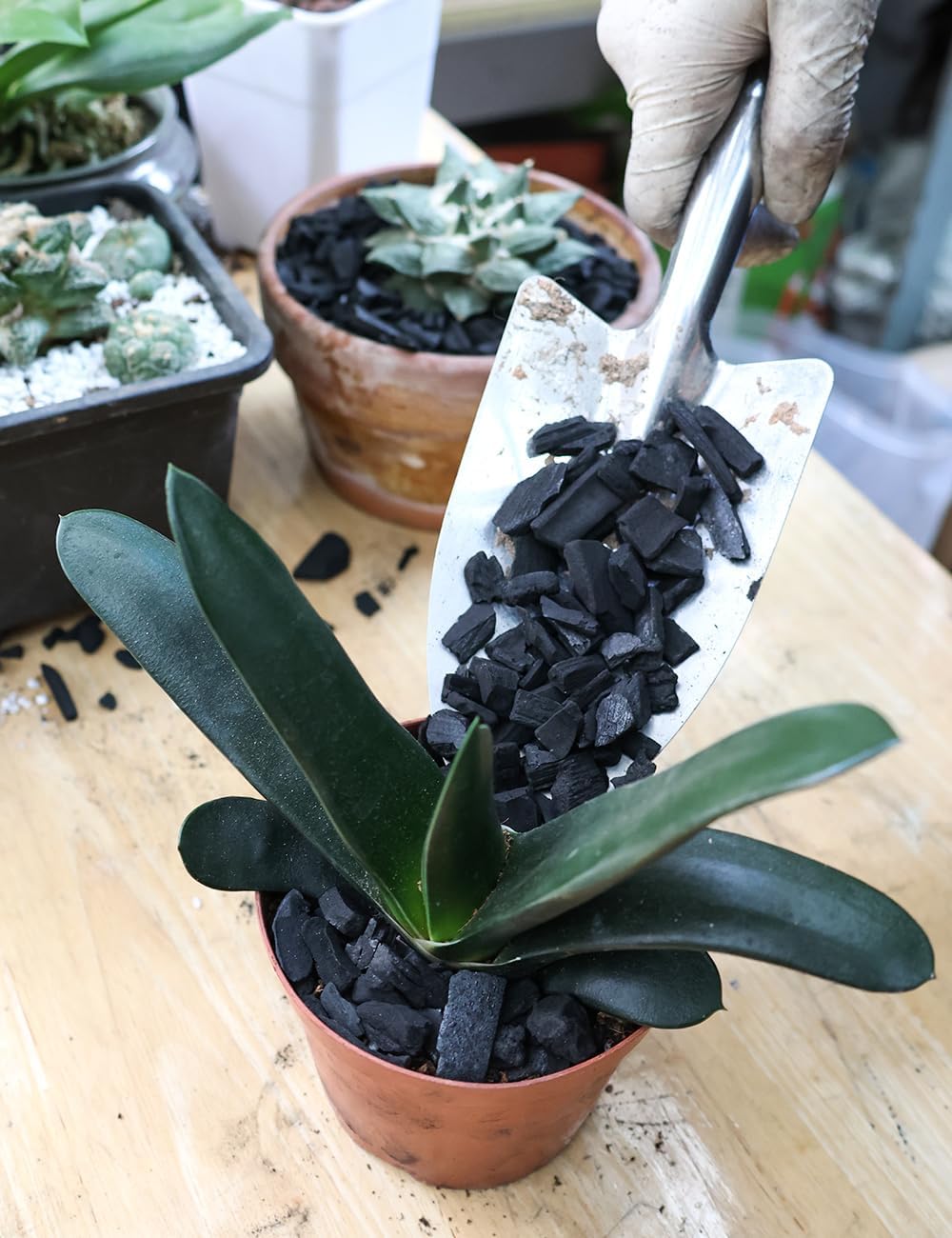 TOYPOPOR Horticultural Charcoal for Indoor Plants (6 Quarts) Hardwood Potting Soil Amendment Helps Improve Drainage for Orchids, Succulent, Cactus, Terrariums, and Gardening