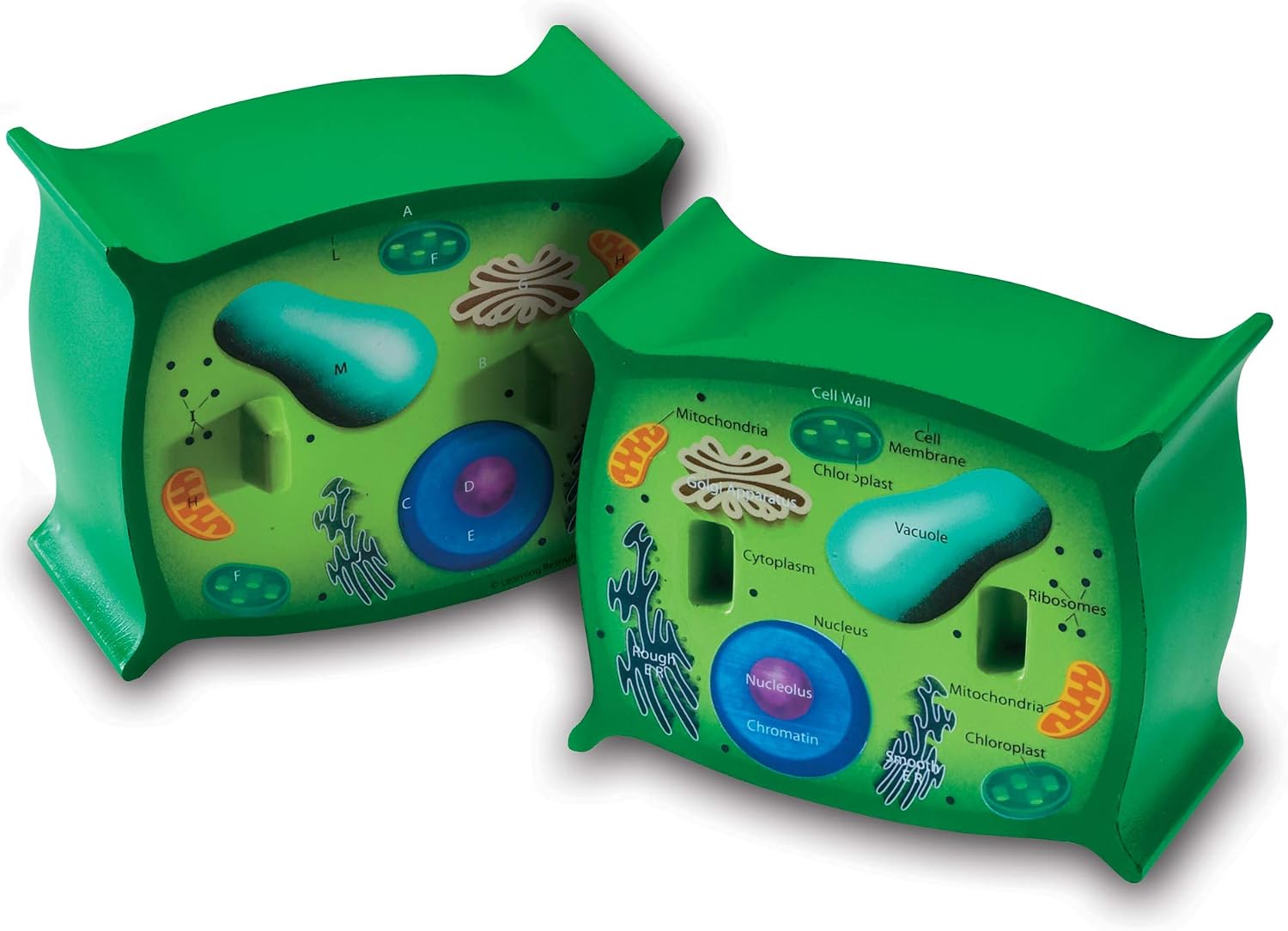 Learning Resources Cross-Section Plant Cell Model
