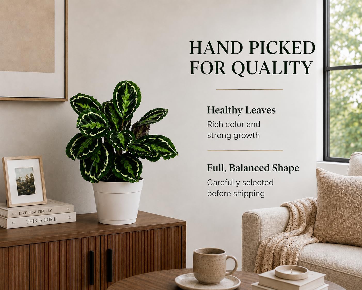 Calathea Medallion ROSEO Picta Live Plant - Air Purifier, Home Decor & Room Decor | Elegant Indoor Calathea Prayer Plant, Plants Live Houseplants | Perfect Live Indoor Plants