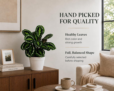 Calathea Medallion ROSEO Picta Live Plant - Air Purifier, Home Decor & Room Decor | Elegant Indoor Calathea Prayer Plant, Plants Live Houseplants | Perfect Live Indoor Plants