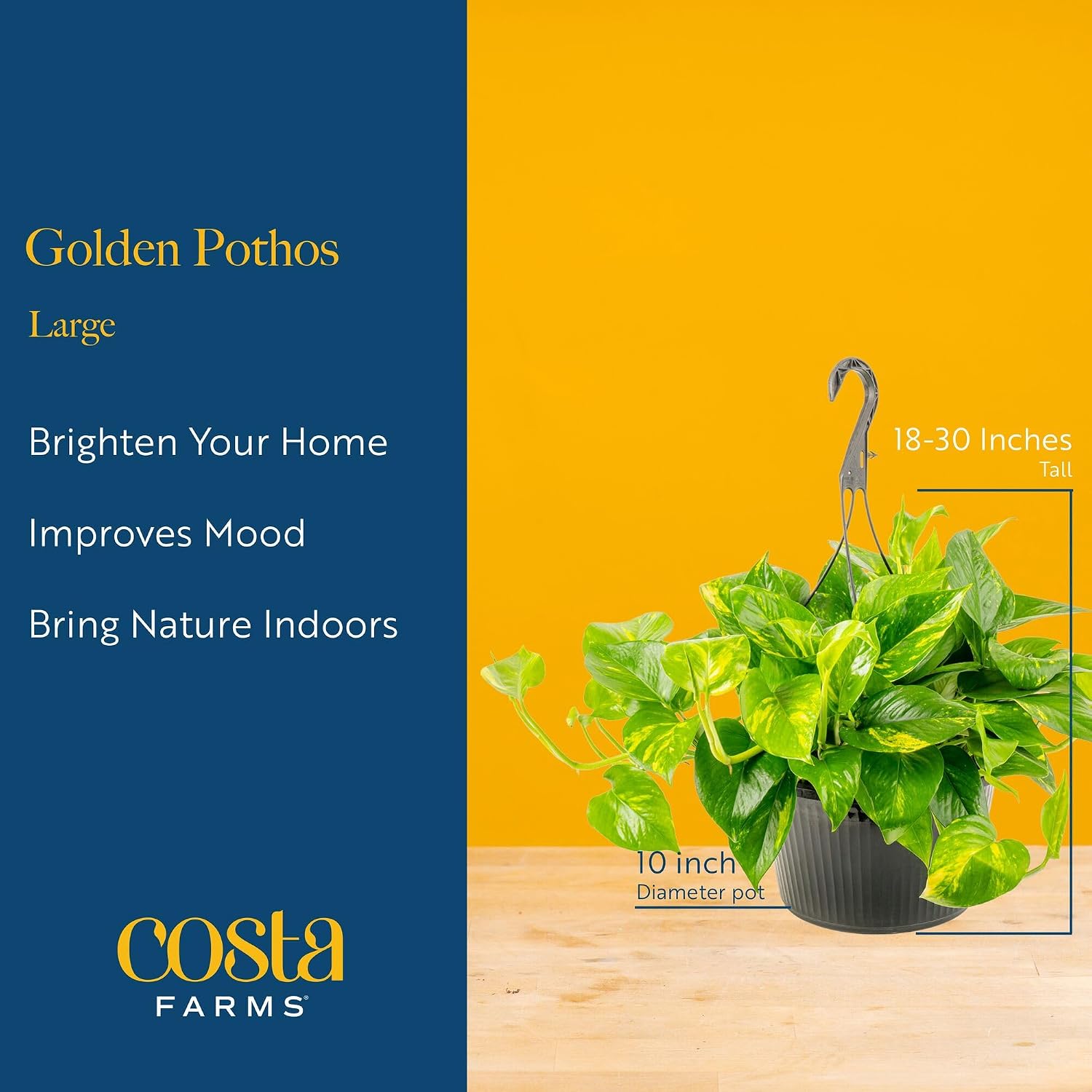 Costa Farms Golden Pothos, Live Indoor Plant, Trailing Vine, Air Purifying