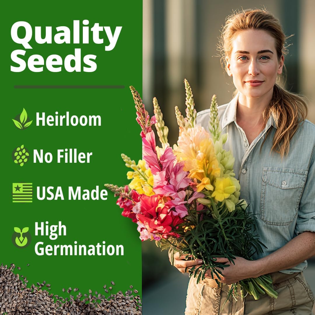 HOME GROWN Tetra Snapdragon 4,000 Seeds for Planting, Antirrhinum majus