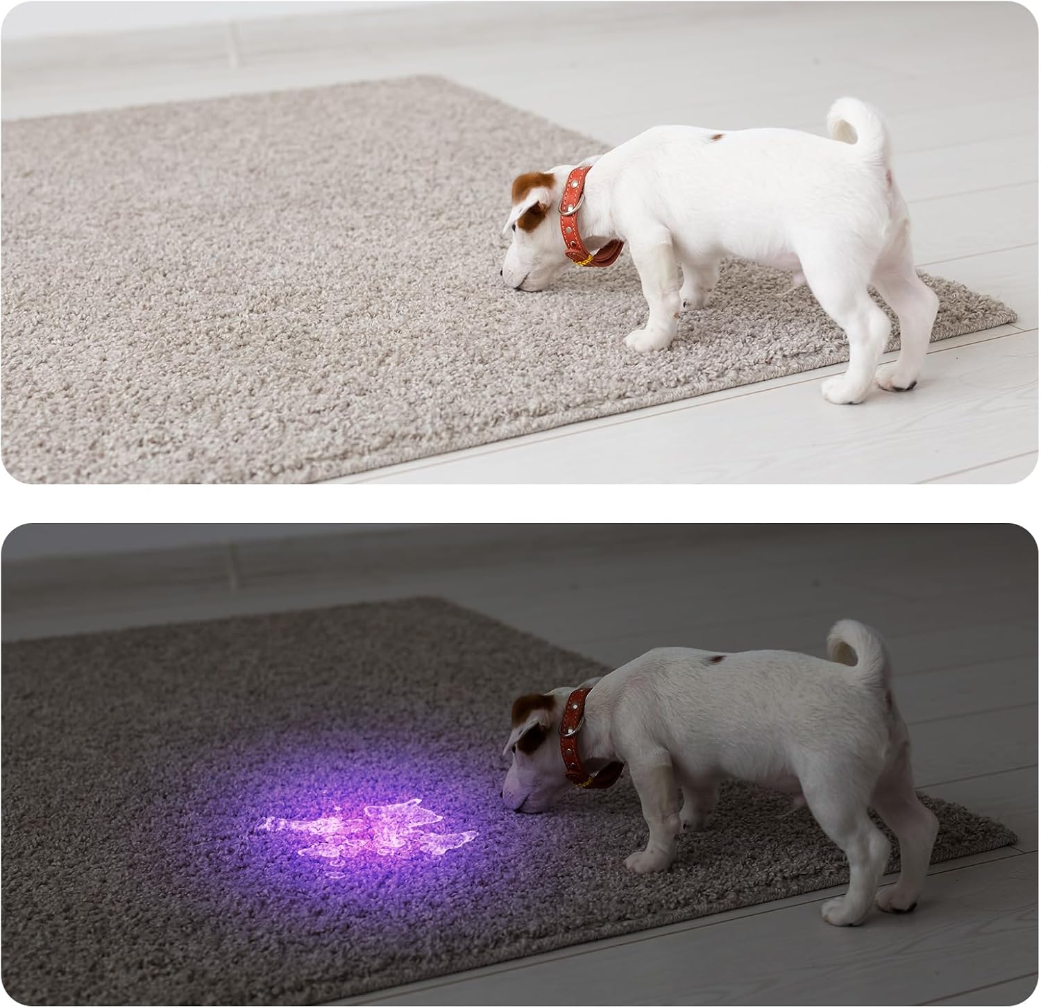 COSOOS 4 Pack Blacklight Flashlights, 395nm UV Handheld Black Light Flashlight, 12LED Mini Portable Pet Urine Detector for Dog Cat Urine, Scorpions, Dry Stains, Bed Bugs(Silver)
