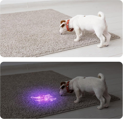 COSOOS 4 Pack Blacklight Flashlights, 395nm UV Handheld Black Light Flashlight, 12LED Mini Portable Pet Urine Detector for Dog Cat Urine, Scorpions, Dry Stains, Bed Bugs(Silver)