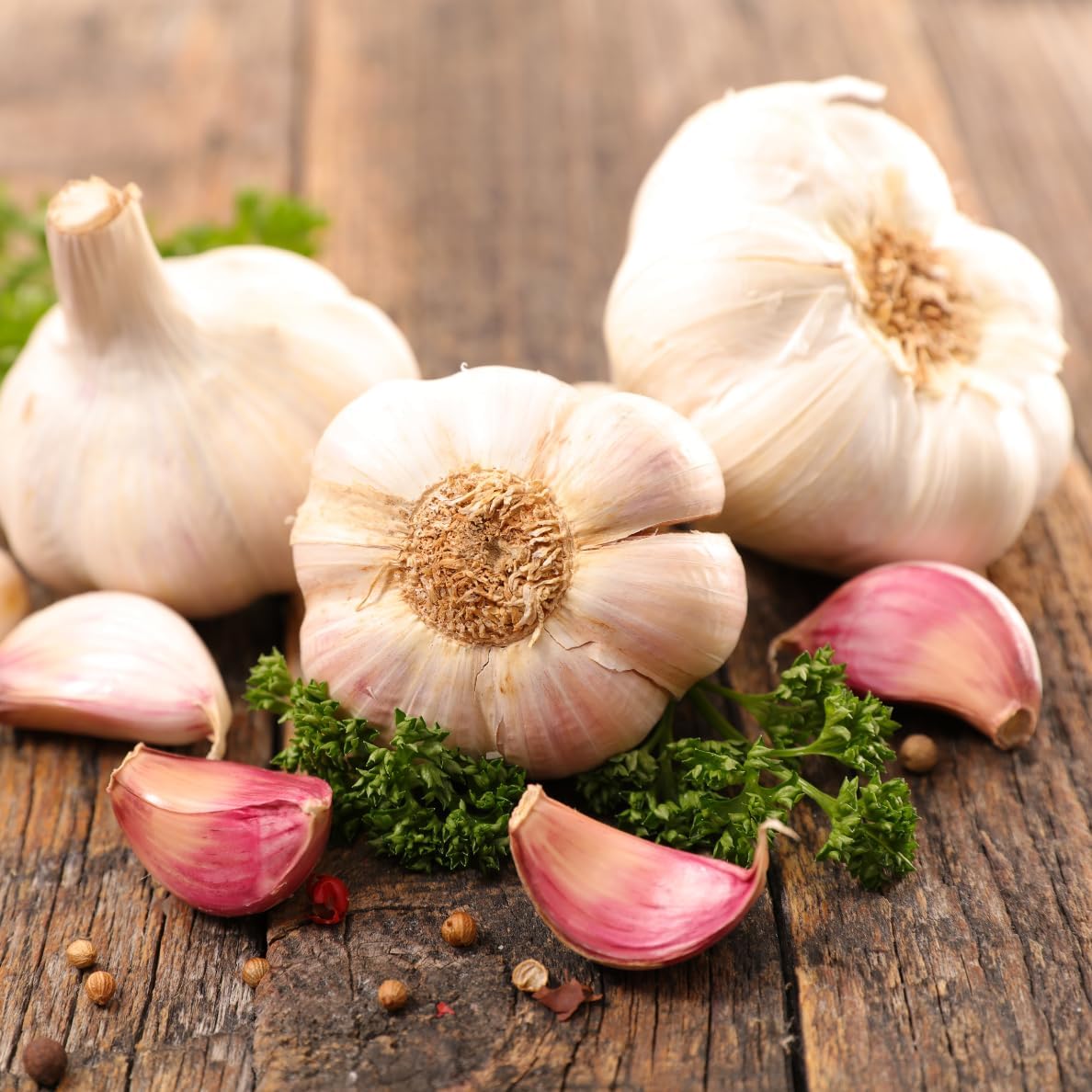 4 Heirloom Hardneck Garlic Bulbs for Planting - Pack Music Garlic Bulbs for Planting, Seed Garlic