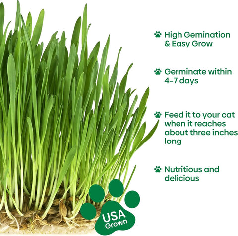 Cat Grass Seeds, 4 OZ, Wheat & Oat Seeds Mix