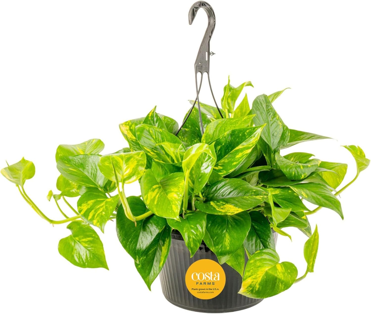 Costa Farms Golden Pothos, Live Indoor Plant, Trailing Vine, Air Purifying