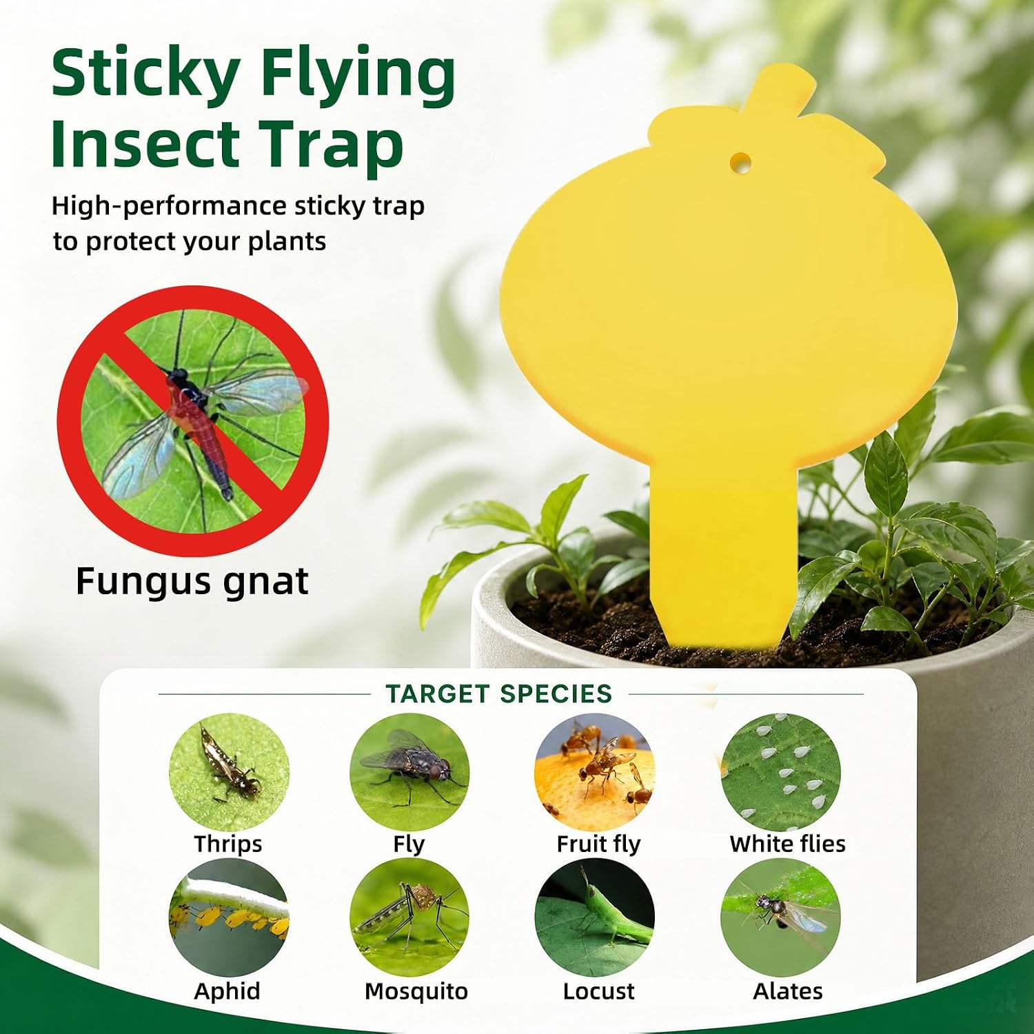 Yellow Sticky Traps for Fruit Fly, Whitefly, Fungus Gnat, Mosquito, Fly and Bug, Sticky Insect Catcher Traps for Indoor/Outdoor/Kitchen, Extremely Sticky, Non-Toxic, Pet & Kid Safe (48 Pcs B)