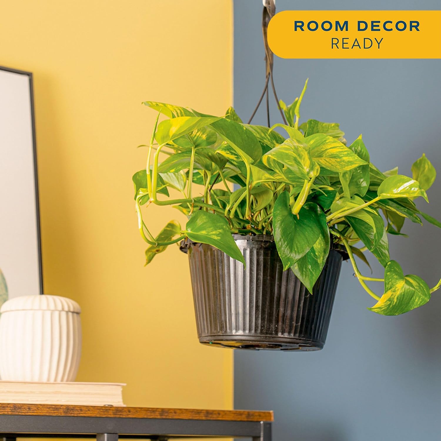 Costa Farms Golden Pothos, Live Indoor Plant, Trailing Vine, Air Purifying