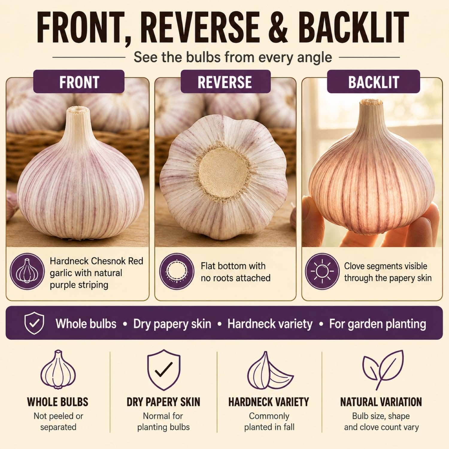 5 Pack Chesnok Red Garlic Bulbs for Planting Large Hardneck Garlic Cloves Garlic Seeds for Planting Cold Climate Ready Garlic Bulbs for Planting Home Garden Raised Beds Fall or Spring