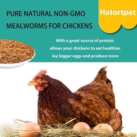 Dried Mealworms 5LB Pure Natural Chicken Treats for Laying Hens Wild Birds