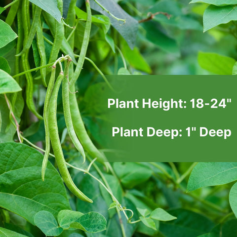 Groundio 30+ Contender Bush Green Bean Seeds - Phaseolus Vulgaris