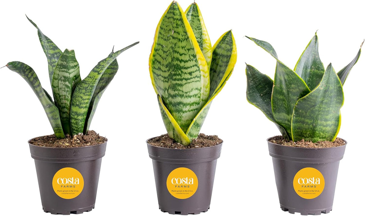 Costa Farms Snake Plant, Live Indoor Plants, Air Purifying, Easy Low Light