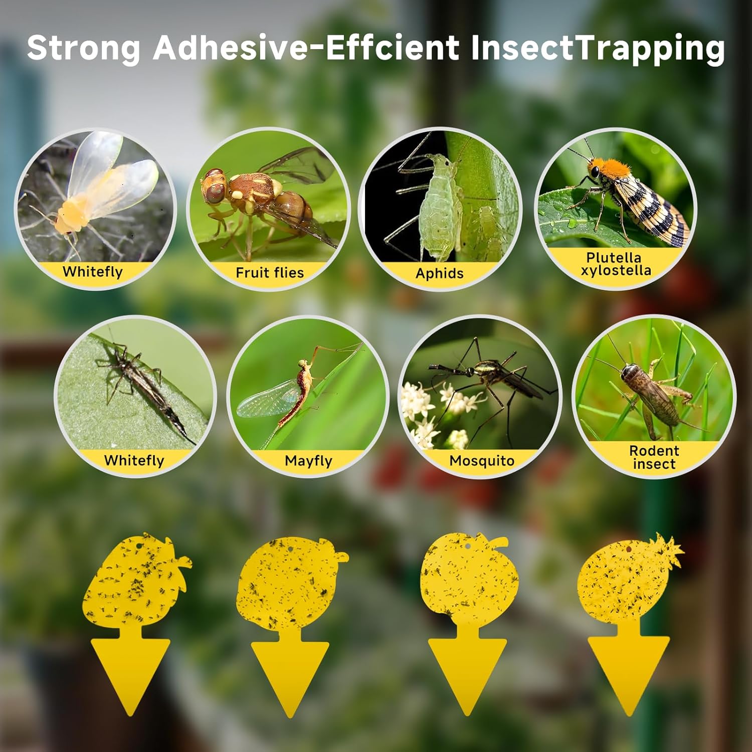 Fruit Fly & Fungus Gnat Traps 40 Pack, Yellow Sticky Traps