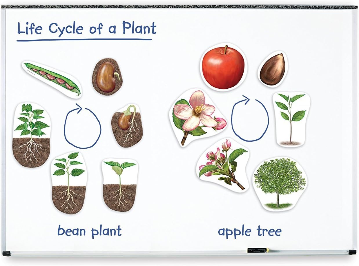 Learning Resources Giant Magnetic Plant Life Cycle - STEM Growing Seed, Montessori Tree , Biology Cards, Classroom Teacher Must Haves Activities, Science Homeschool Essentials, Gifts for Students