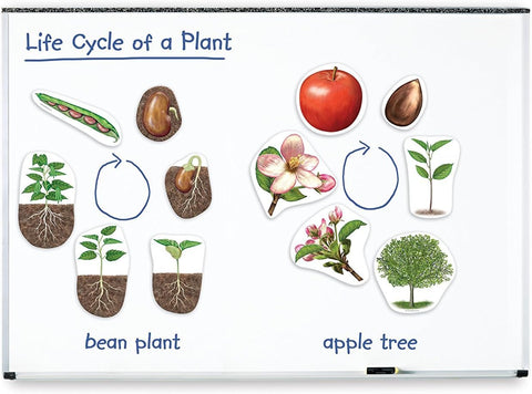 Learning Resources Giant Magnetic Plant Life Cycle - STEM Growing Seed, Montessori Tree , Biology Cards, Classroom Teacher Must Haves Activities, Science Homeschool Essentials, Gifts for Students
